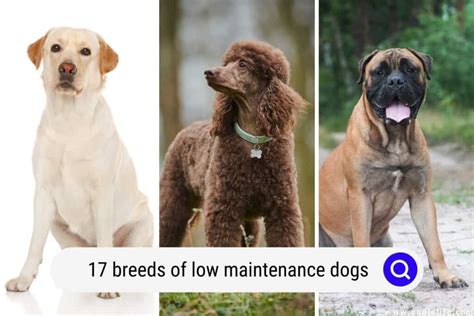 17 Breeds Of LOW Maintenance Dogs (with Photos) - Oodle Life