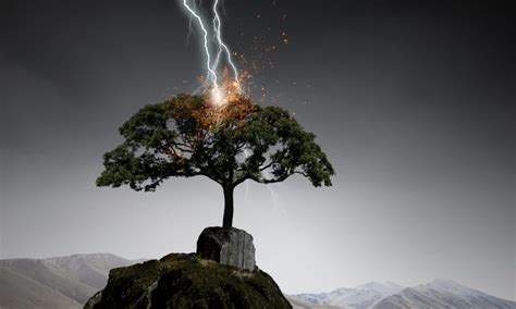 My Tree Was Struck By Lightning (What Should I Do?) - Truly Arbor Care