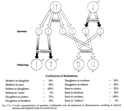 Altruism among Animals: Meaning and Evolution | Zoology