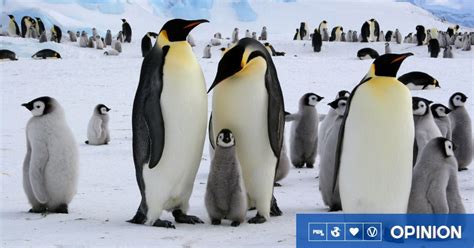 Bird Flu Has Reached Antarctica - Is Your Diet Killing Penguins?