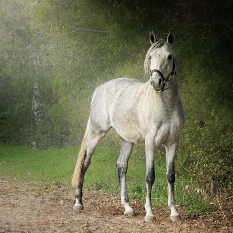 White Arabian Horse Standing By Hedge by Christiana Stawski