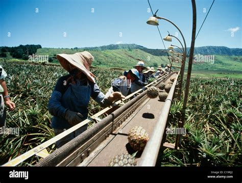 Pineapple fields, Lanai, Hawaii Stock Photo - Alamy