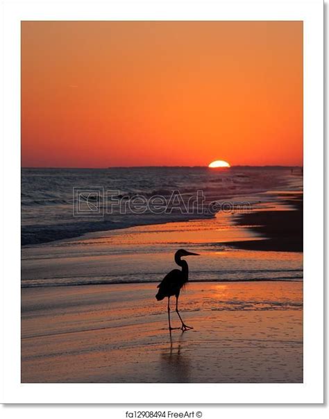 "Bird silhouette of a bird at sunset on the beach" - Art Print from ...