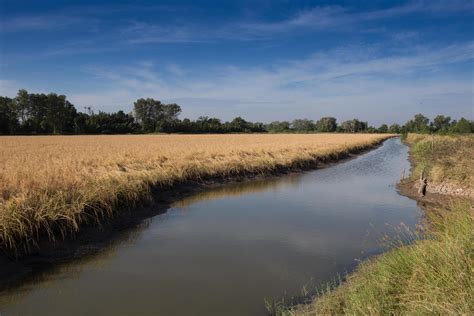 Golden paddy rice field ready for harvest 9637658 Stock Photo at Vecteezy