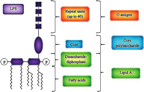 The major parts of endotoxin (lipopolysaccharides) structure. | Download Scientific Diagram