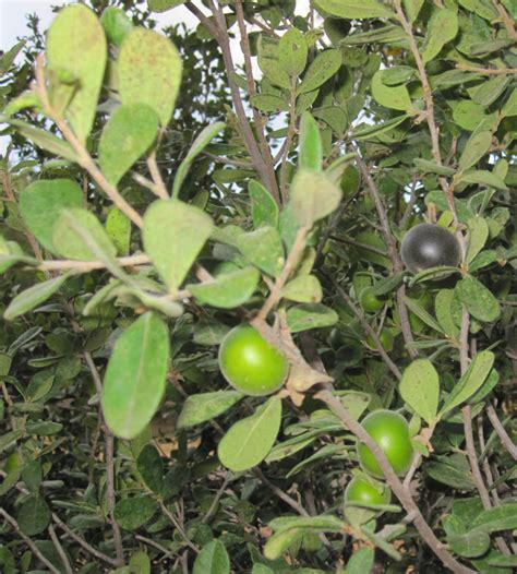 Texas persimmon | Central Texas Gardener