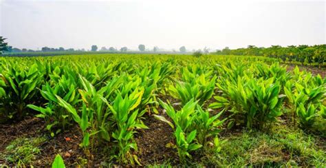 Turmeric Plant: How to Plant, Grow, and Harvest Turmeric Root ...