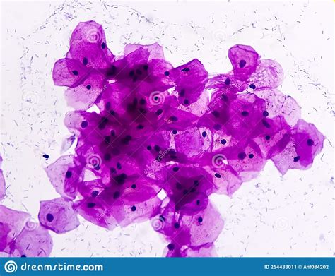 Buccal Smear. Squamous Epithelial Cells Royalty-Free Stock Photography | CartoonDealer.com ...