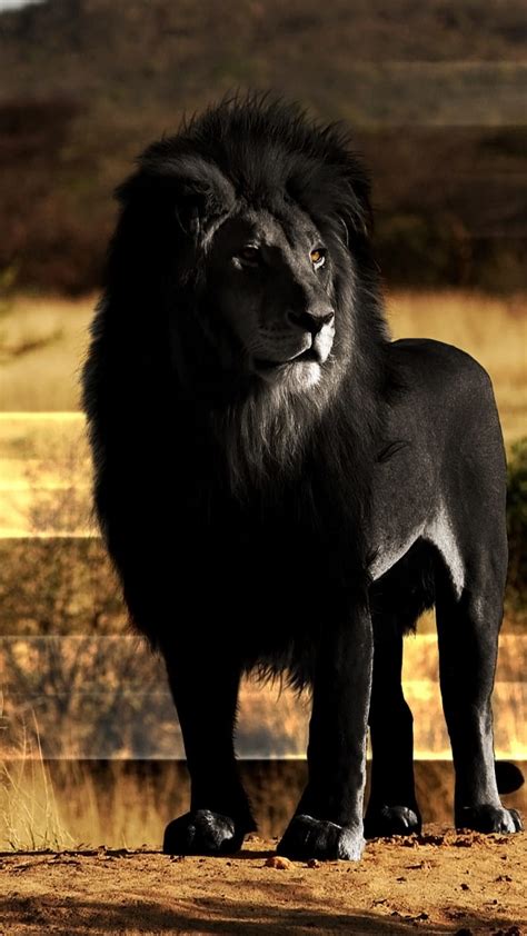 Black lion, animal, big cat, cat, HD phone wallpaper | Peakpx