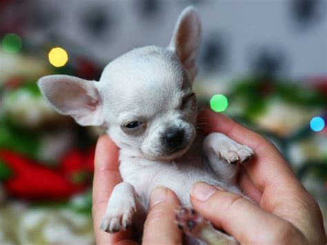 Tiny 1.54-Pound Chihuahua Earns Title of Smallest Dog Ever Adopted From Wisconsin Humane Society ...