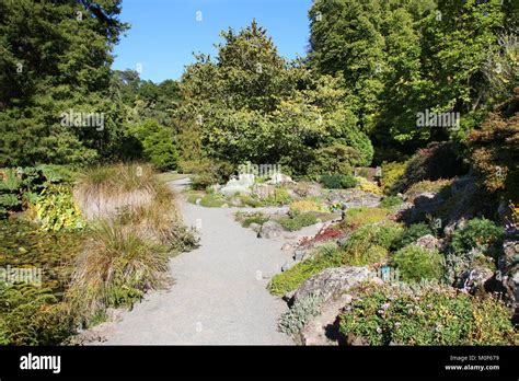 Christchurch Botanic Gardens (New Zealand). Alpine plants Stock Photo ...