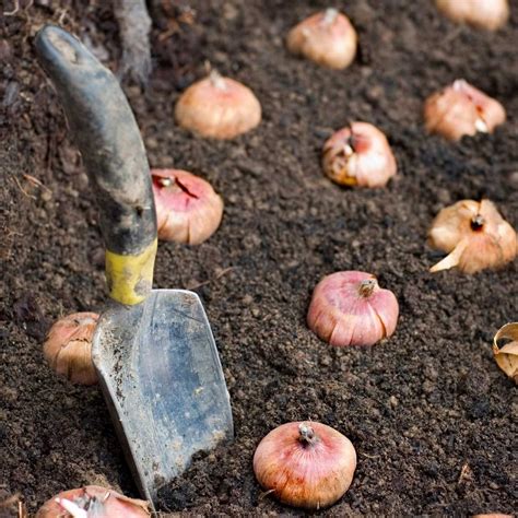 Things I Wish I Knew Before Planting Fall Bulbs (with Video) | The ...