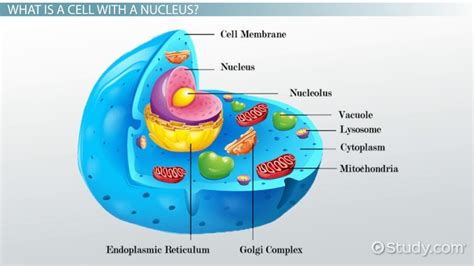 🎉 Definition of nucleus in a plant cell. snipe.fm: Cell Structure: Cytoplasm. 2019-02-17