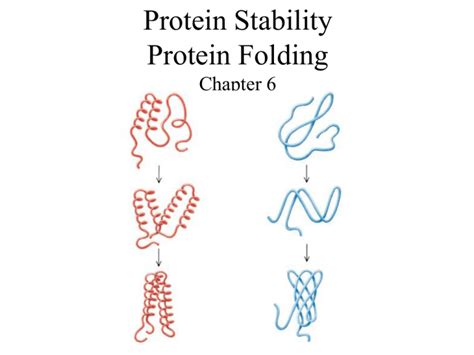 Protein Stability Protein Folding