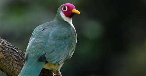 The Life Journey in Photography: Jambu Fruit Dove [Male] @ National Botanical Garden Shah Alam ...