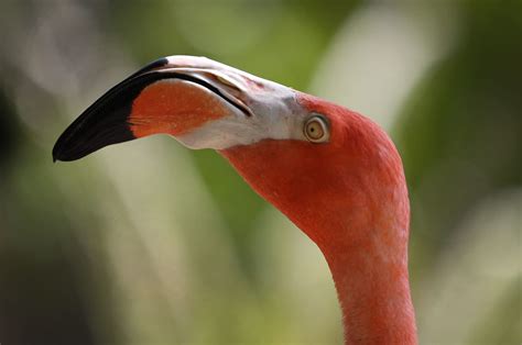 Are Flamingos Native To Florida? | Here & Now