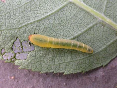 Rose and pear slugs (sawflies)