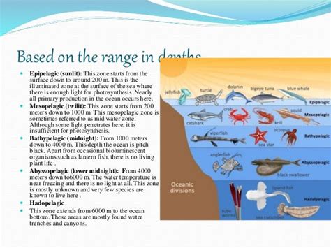 zonations of sea and ecological classification of marine biota