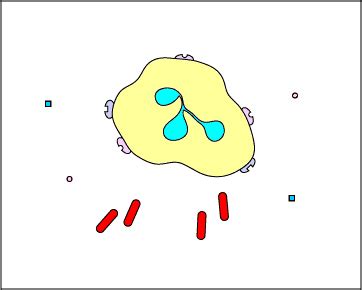 11.3E: Phagocytosis - Biology LibreTexts | Reactive oxygen species ...