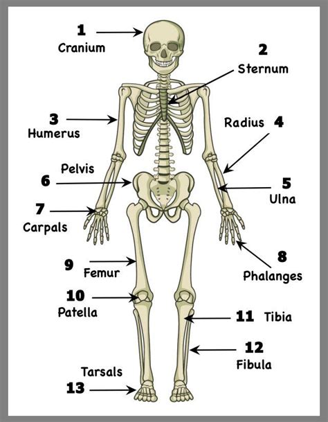 Mike Graham on Twitter | Human body anatomy, Basic anatomy and physiology, Body bones