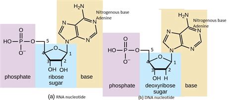 [Solved] How to draw and label the different parts of an RNA nucleotide and... | Course Hero