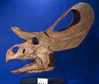 WitmerLab Dinosaur Skull Collection:zuniceratops