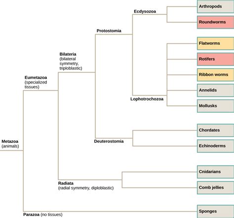 Features of the Animal Kingdom · Concepts of Biology