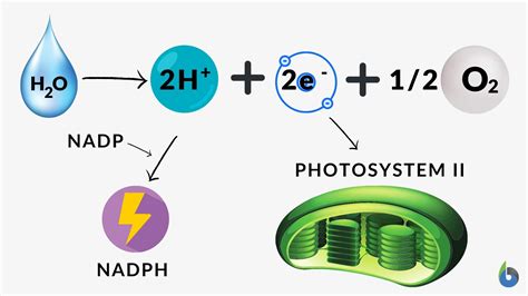 Photolysis - Definition and Examples - Biology Online Dictionary