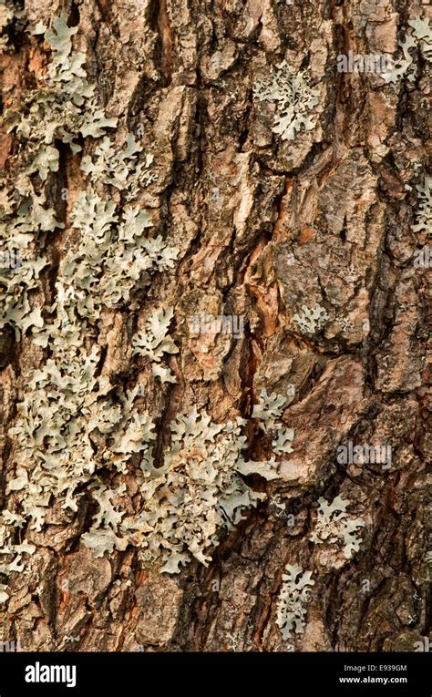 Common Alder Tree Bark Stock Photo - Alamy