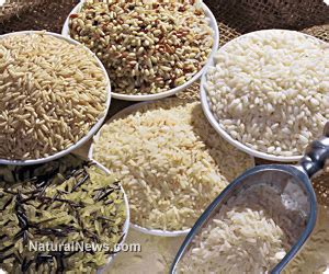 Organic rice farmer in India yields over 22 tons of crop on only two acres, proving the fraud of ...