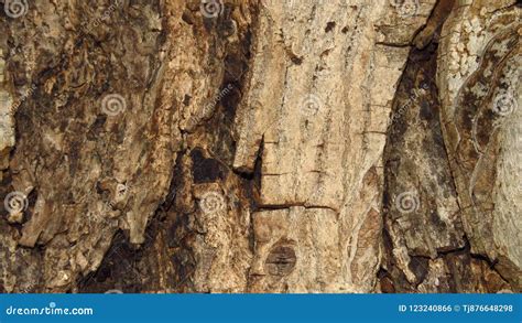 Close Up of Bark Black Walnut Tree. Stock Photo - Image of text ...