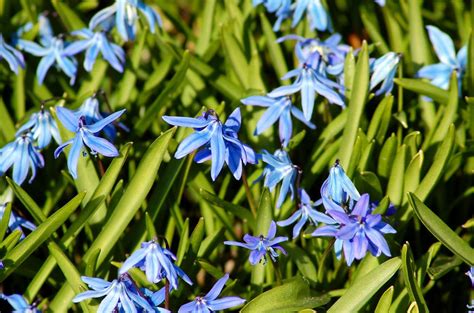 Siberian Squill Bulb Plants Offer Blue Spring Flowers