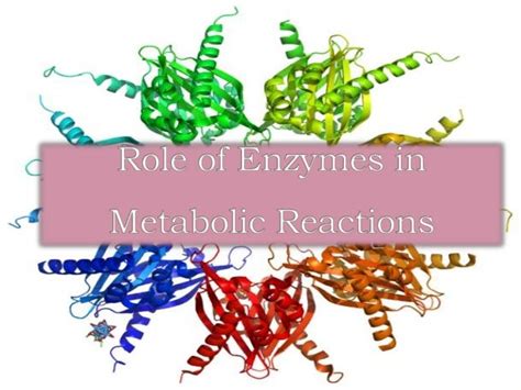 Role of enzymes in metabolic reactions