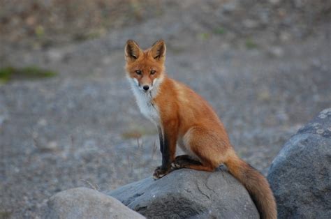 Free Images : nature, wildlife, portrait, young, fauna, red fox, raccoon, vertebrate, babies ...