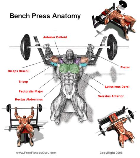 Gain Muscle Mass and Strength | Bench press workout, Bench press, Chest ...