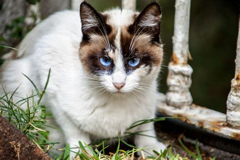 10 Best Cat Breeds With Blue Eyes