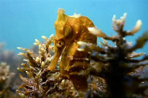 Seahorse Giving Birth Video