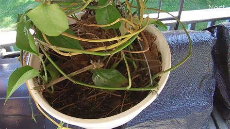 Carolina Wren Feeding Time! - YouTube