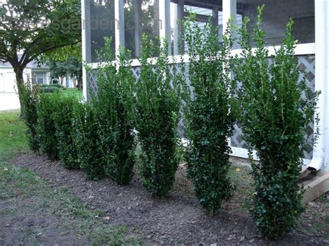 Pin by d b on FL Trees Palms Bamboo Lg Shrubs | Green tower, Privacy landscaping, Shrubs for privacy