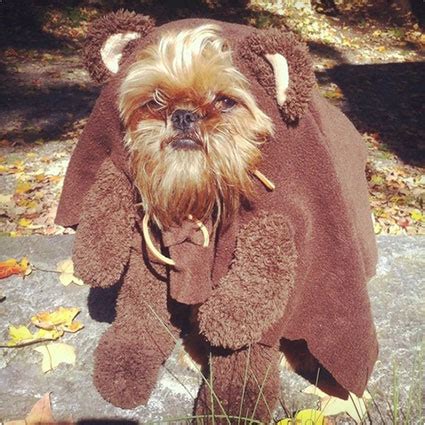 12 Beyond Adorable Ewok Dog Costumes (ermahgerd!) - Costume Yeti