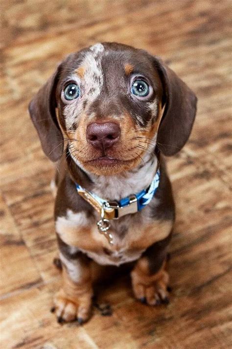 10 Facts You Didn't Know About Doxen (Dachshunds) | Cute baby dogs, Cute dogs breeds, Dachshund pets