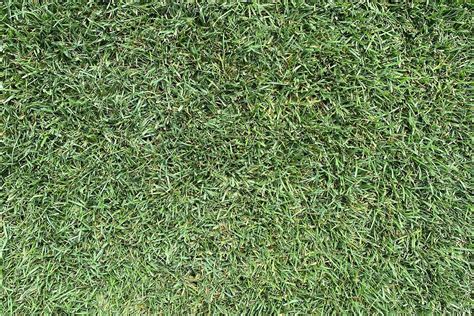 Fescue Grass Now Available - DMG Turf and Sod Farm