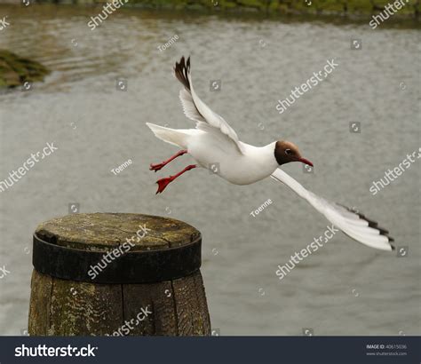 4,742 Brown Headed Gull Stock Photos, Images & Photography | Shutterstock