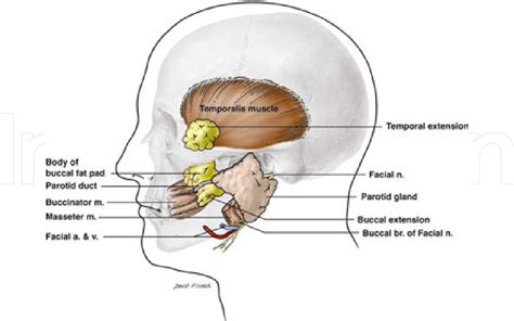 Figure 2 from Applications of the Buccal Fat Pad in Oral and Maxillofacial Surgery | Semantic ...