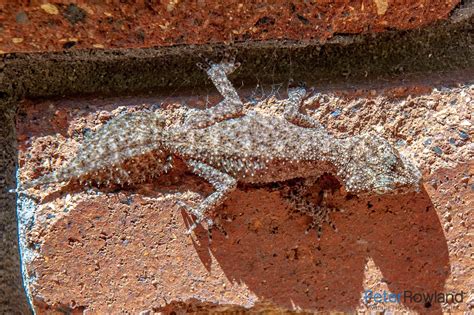 Southern Leaf-tailed Gecko - Peter Rowland Photographer & Writer