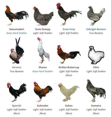 https://poultrykeeper.com/chicken-breeds/ | Chicken breeds, Breeds, Chicken