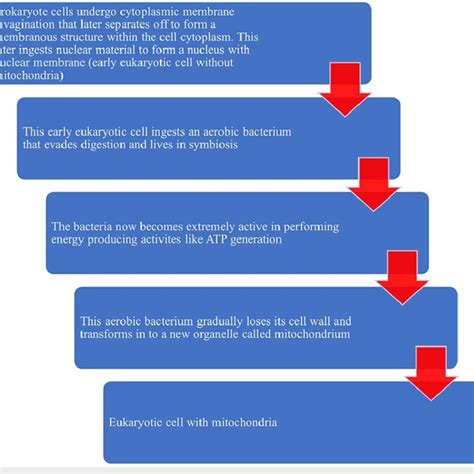Endosymbiont theory depicting the evolution of mitochondria from ...
