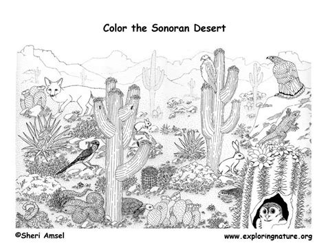 Sonoran Desert (Detailed) – Coloring Nature