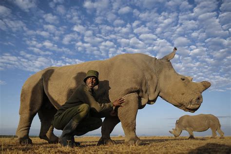 Moving African rhinos: what it takes to translocate an endangered species