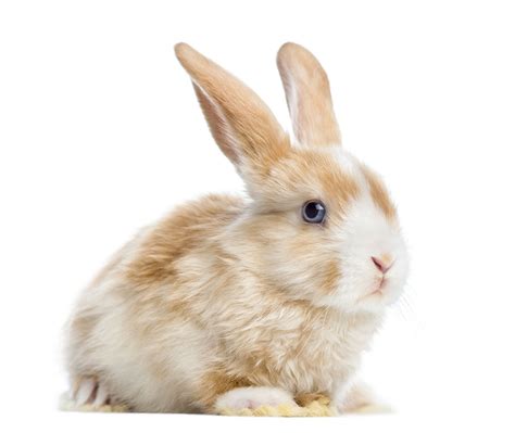 Rabbit Dry Skin | Rabbit Health | Rabbits | Guide | Omlet US